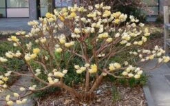 Winter Gold Edgeworthia Chrysantha - Paper Bush - 3 Gallon Pot -Garden Plant Store Picture Edgeworthia Paper Bush 3