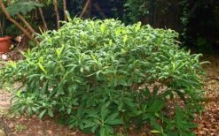 Winter Gold Edgeworthia Chrysantha - Paper Bush - 3 Gallon Pot -Garden Plant Store Picture Edgeworthia Shrub