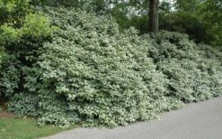 Fruitland Elaeagnus (Silverberry) - 1 Gallon Pot -Garden Plant Store Picture Eleagnus Fruitland Border