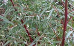 Angus Cold Hardy Eucalyptus Tree (Eucalyptus Nicholii) - Quart Pot -Garden Plant Store Picture Eucalyptus Tree Anugus Willow Leaf Peppermint