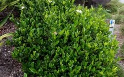 August Beauty Gardenia - 6 Pack Of 1 Gallon Pots -Garden Plant Store Picture Gardenia August Beauty 1