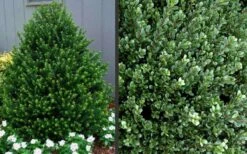 Pyramidal Compacta Japanese Holly - 3 Gallon Pot -Garden Plant Store Picture Holly Compacta Pyramidal 1