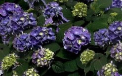 Bloomstruck Endless Summer Hydrangea - 3 Gallon Pot -Garden Plant Store Picture Hydrangea Bloomstruck 1