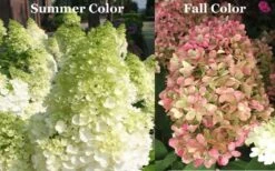 Limelight PeeGee Hydrangea - 1 Gallon Pot 15 Limelight PeeGee Hydrangea - 1 Gallon Pot -Garden Plant Store Picture Hydrangea Limelight 3