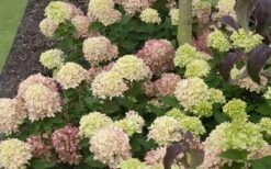 Little Lime Hydrangea - 1 Gallon Pot -Garden Plant Store Picture Hydrangea Little Lime 2 4