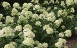 Little Lime Hydrangea - 2 Gallon Pot -Garden Plant Store Picture Hydrangea Little Lime 3 1