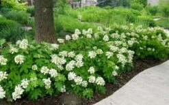 Pee Wee Dwarf Oakleaf Hydrangea - 3 Gallon Pot -Garden Plant Store Picture Hydrangea Oakleaf Pee Wee Border 1