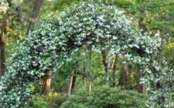 Confederate Jasmine Vine (Trachelospermum Jasminoides) - 3 Gallon Pot -Garden Plant Store Picture Jasmine Confederate On Arch