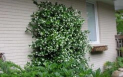 Confederate Jasmine Vine (Trachelospermum Jasminoides) - 3 Gallon Pot -Garden Plant Store Picture Jasmine Confederate On Trellis
