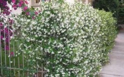 Confederate Jasmine Vine (Trachelospermum Jasminoides) - 3 Gallon Pot -Garden Plant Store Picture Jasmine Confederate Vine 1