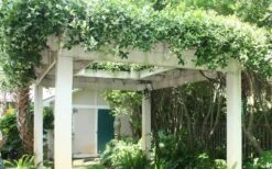 Confederate Jasmine Vine (Trachelospermum Jasminoides) - 3 Gallon Pot -Garden Plant Store Picture Jasmine Confederate Vine 2