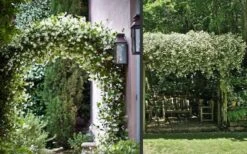 Madison Confederate Jasmine - 6 Pack Of 1 Gallon Pots -Garden Plant Store Picture Jasmine Madison 3