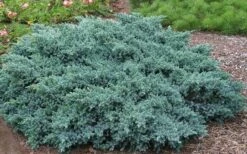 Blue Star Juniper - 2 Gallon Pot -Garden Plant Store Picture Juniper Blue Star