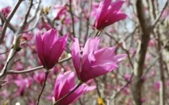 Ann Magnolia Tulip Tree - 2 Gallon Pot -Garden Plant Store Picture Magnolia Ann 1 2