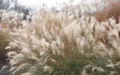Adagio Dwarf Maiden Grass - Miscanthus Sinensis - 1 Gallon Pot -Garden Plant Store Picture Maiden Grass Adagio Dwarf 2