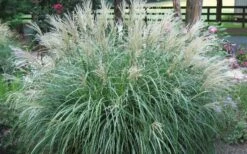 Adagio Dwarf Maiden Grass - Miscanthus Sinensis - 1 Gallon Pot -Garden Plant Store Picture Maiden Grass Adagio Dwarf