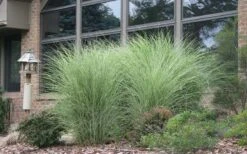 Maiden Grass - Miscanthus Sinensis 'Gracillimus' - 1 Gallon Pot -Garden Plant Store Picture Maiden Grass Gracillimus 1