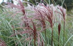 Maiden Grass - Miscanthus Sinensis 'Gracillimus' - 3 Gallon Pot -Garden Plant Store Picture Miscanthus Gracillimus Seed Heads 2