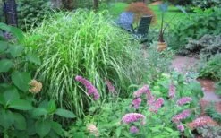 Little Zebra Grass - Miscanthus - 3 Gallon Pot -Garden Plant Store Picture Miscanthus Little Zebra 3
