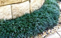 Dwarf Mondo Grass - 18 Count Flat Of Pint Pots -Garden Plant Store Picture Mondo Grass Dwarf 4