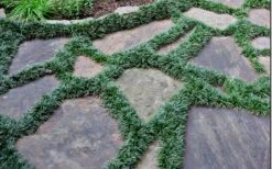 Dwarf Mondo Grass - 18 Count Flat Of Pint Pots -Garden Plant Store Picture Mondo Grass Dwarf 6