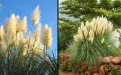 White Pampas Grass - 3 Gallon Pot -Garden Plant Store Picture Pampas Grass White 2 1
