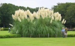 White Pampas Grass - 3 Gallon Pot -Garden Plant Store Picture Pampas Grass White 3 1