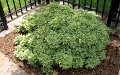 Variegated Pittosporum - Japanese Mock Orange - 1 Gallon Pot -Garden Plant Store Picture Pittosporum Variegated Shrub 1