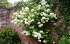 Chinese Snowball Viburnum Bush - 3 Gallon Pot -Garden Plant Store Picture Viburnum Chinese Snowball Espalier