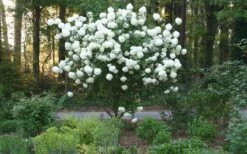 Chinese Snowball Viburnum Bush - 7 Gallon Pot (3-4') -Garden Plant Store Picture Viburnum Chinese Snowball Tree 1 2