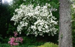 Chinese Snowball Viburnum Bush - 3 Gallon Pot -Garden Plant Store Picture Viburnum Chinese Snowball Tree 2