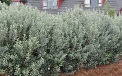 Bambina Dwarf Pineapple Guava (Feijoa Sellowiana ' Tharfiona') - 3 Gallon Pot -Garden Plant Store Pineapple Guava Hedge