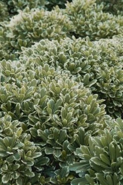 Mojo Dwarf Variegated Pittosporum - 1 Gallon Pot -Garden Plant Store Pittosporum Mojo 11