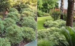 Mojo Dwarf Variegated Pittosporum - 2 Gallon Pot -Garden Plant Store Pittosporum Mojo 6 1