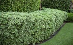 Variegated Pittosporum - Japanese Mock Orange - 1 Gallon Pot -Garden Plant Store Pittosporum variegated 50