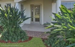 Pringles Dwarf Podocarpus Yew - 1 Gallon Pot -Garden Plant Store Podocarpus Pringles 21