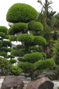 Podocarpus Macrophyllus Upright Yew - 3 Gallon Pot 16 Podocarpus Macrophyllus Upright Yew - 3 Gallon Pot -Garden Plant Store Podocarpus Upright Yew 10