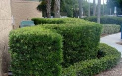 Podocarpus Macrophyllus Upright Yew - 3 Gallon Pot 15 Podocarpus Macrophyllus Upright Yew - 3 Gallon Pot -Garden Plant Store Podocarpus Upright Yew 11