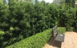 Podocarpus Macrophyllus Upright Yew - 3 Gallon Pot 14 Podocarpus Macrophyllus Upright Yew - 3 Gallon Pot -Garden Plant Store Podocarpus Upright Yew 12