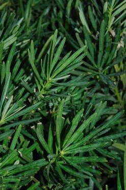 Podocarpus Macrophyllus Upright Yew - 3 Gallon Pot 19 Podocarpus Macrophyllus Upright Yew - 3 Gallon Pot -Garden Plant Store Podocarpus Upright Yew 13