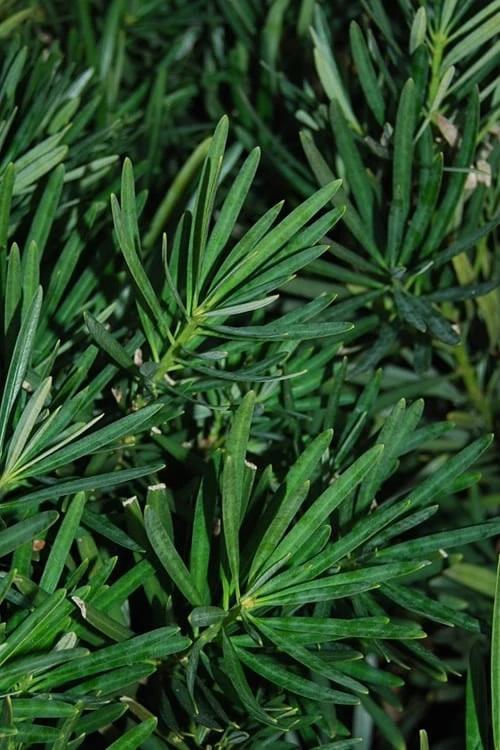 Podocarpus Macrophyllus Upright Yew - 3 Gallon Pot 10 Podocarpus Macrophyllus Upright Yew - 3 Gallon Pot - Image 10