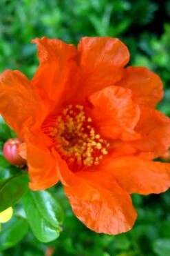 Russian 26 Cold Hardy Pomegranate - 3 Gallon Pot 10 Russian 26 Cold Hardy Pomegranate - 3 Gallon Pot -Garden Plant Store Pomegranate Russian 26 11