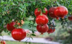 Russian 26 Cold Hardy Pomegranate - 3 Gallon Pot 11 Russian 26 Cold Hardy Pomegranate - 3 Gallon Pot -Garden Plant Store Pomegranate Russian 26 12