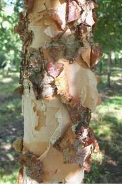 River Birch Tree (Betula Nigra) - 3 Pack Of 1.5 Quart Pots -Garden Plant Store River Birch 12