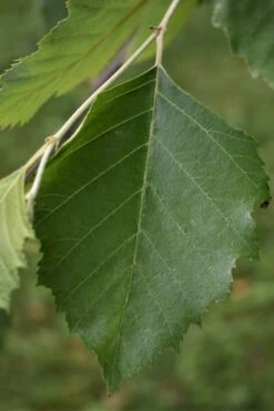 River Birch Tree (Betula Nigra) - 3 Pack Of 1.5 Quart Pots -Garden Plant Store River Birch 13
