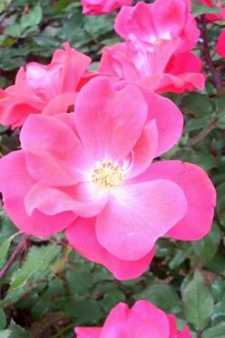Swamp Rose (Rosa Palustris) - 3 Pack Of 1.5 Quart Pots -Garden Plant Store Rose Knock Out Pink 6