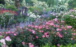 Swamp Rose (Rosa Palustris) - 3 Pack Of 1.5 Quart Pots -Garden Plant Store Rose Knock Out Pink 8