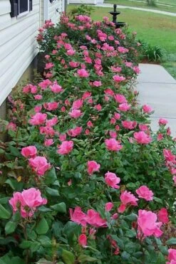 Swamp Rose (Rosa Palustris) - 3 Pack Of 1.5 Quart Pots -Garden Plant Store Rose Knock Out Pink 9