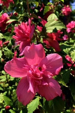 Lucy Rose Of Sharon (Single Trunk Tree) - 7 Gallon Pot (4-5') -Garden Plant Store Rose Of Sharon Lucy 13