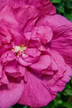 Magenta Chiffon Rose Of Sharon - Hibiscus Syriacus - 3 Gallon Pot -Garden Plant Store Rose Of Sharon Magenta Chiffon 7